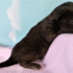 Savannah, F-2, Black, Male DOB 1-20-20