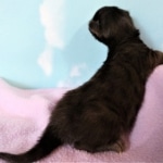 Savannah, F-2, Black, Male DOB 1-20-20