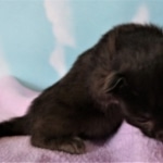 Savannah, F-2, Black, Male DOB 1-20-20