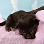 Savannah, F-2, Black, Male DOB 1-20-20