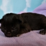 Savannah, F-2, Black, Male DOB 1-20-20