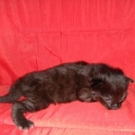 Savannah, F-2, Black, Male DOB 1-20-20