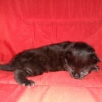 Savannah, F-2, Black, Male DOB 1-20-20