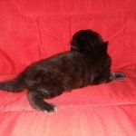 Savannah, F-2, Black, Male DOB 1-20-20