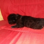 Savannah, F-2, Black, Male DOB 1-20-20