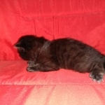 Savannah, F-2, Black, Male DOB 1-20-20