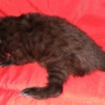 Saba, Savannah, F-2, Black, Male DOB 1-20-20