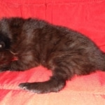 Saba, Savannah, F-2, Black, Male DOB 1-20-20