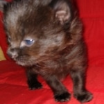 Saba, Savannah, F-2, Black, Male DOB 1-20-20