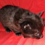 Saba, Savannah, F-2, Black, Male DOB 1-20-20