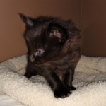 Saba, Savannah, F-2, Black, Male DOB 1-20-20