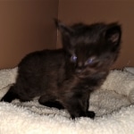 Saba, Savannah, F-2, Black, Male DOB 1-20-20