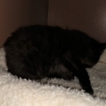 Saba, Savannah, F-2, Black, Male DOB 1-20-20