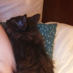 Orion, Savannah, F-2B, Black Smoke, Male, DOB 10-18-17