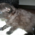 SaSavannah, F-2B, Black on Black, Male, DOB 10-18-17