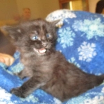 Savannah, F-2B, Black Smoke, Male, DOB 10-18-17