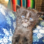 Savannah, F-2B, Black Smoke, Male, DOB 10-18-17