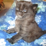 Savannah, F-2B, Black Smoke, Male, DOB 10-18-17
