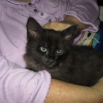 Savannah, F-2B, Black Smoke, Male, DOB 10-18-17