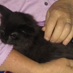 Orion, Savannah, F-2B, Black Smoke, Male, DOB 10-18-17