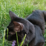 Orion, Savannah, F-2B, Black Smoke, Male, DOB 10-18-17