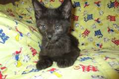 Anubis Savannah, F-2B, Black on Black Male DOB 3-24-17