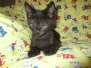 Anubis Savannah, F-2B, Black on Black Male DOB 3-24-17