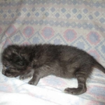 Savannah, F-2B, Black on Black, Male DOB 3-24-17