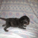 Savannah, F-2B, Black on Black, Male DOB 3-24-17