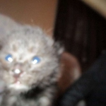 Savannah, F-2B, Black on Black, Male DOB 3-24-17