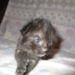 Savannah, F-2B, Black on Black, Male DOB 3-24-17