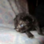 Savannah, F-2B, Black on Black, Male DOB 3-24-17