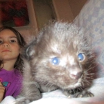 Savannah, F-2B, Black on Black, Male DOB 3-24-17