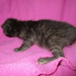 Savannah, F-2B, Black on Black, Male DOB 3-24-17