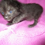 Savannah, F-2B, Black on Black, Male DOB 3-24-17