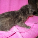 Savannah, F-2B, Black on Black, Male DOB 3-24-17