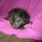 Savannah, F-2B, Black on Black, Male DOB 3-24-17