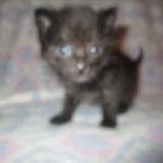 Anubis, Savannah, F-2B, Black on Black, Male DOB 3-24-17