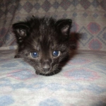 Anubis, Savannah, F-2B, Black on Black, Male DOB 3-24-17