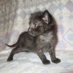 Anubis, Savannah, F-2B, Black on Black, Male DOB 3-24-17