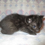 Anubis, Savannah, F-2B, Black on Black, Male DOB 3-24-17