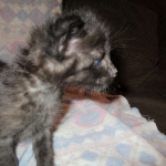 Anubis, Savannah, F-2B, Black on Black, Male DOB 3-24-17