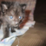 Anubis, Savannah, F-2B, Black on Black, Male DOB 3-24-17