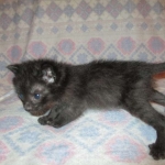 Anubis, Savannah, F-2B, Black on Black, Male DOB 3-24-17