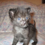 Anubis, Savannah, F-2B, Black on Black, Male DOB 3-24-17