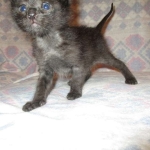 Anubis, Savannah, F-2B, Black on Black, Male DOB 3-24-17