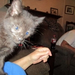 Anubis, Savannah, F-2B, Black on Black, Male DOB 3-24-17