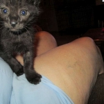 Anubis, Savannah, F-2B, Black on Black, Male DOB 3-24-17