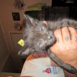 Anubis, Savannah, F-2B, Black on Black, Male DOB 3-24-17