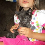 Anubis, Savannah, F-2B, Black on Black, Male DOB 3-24-17